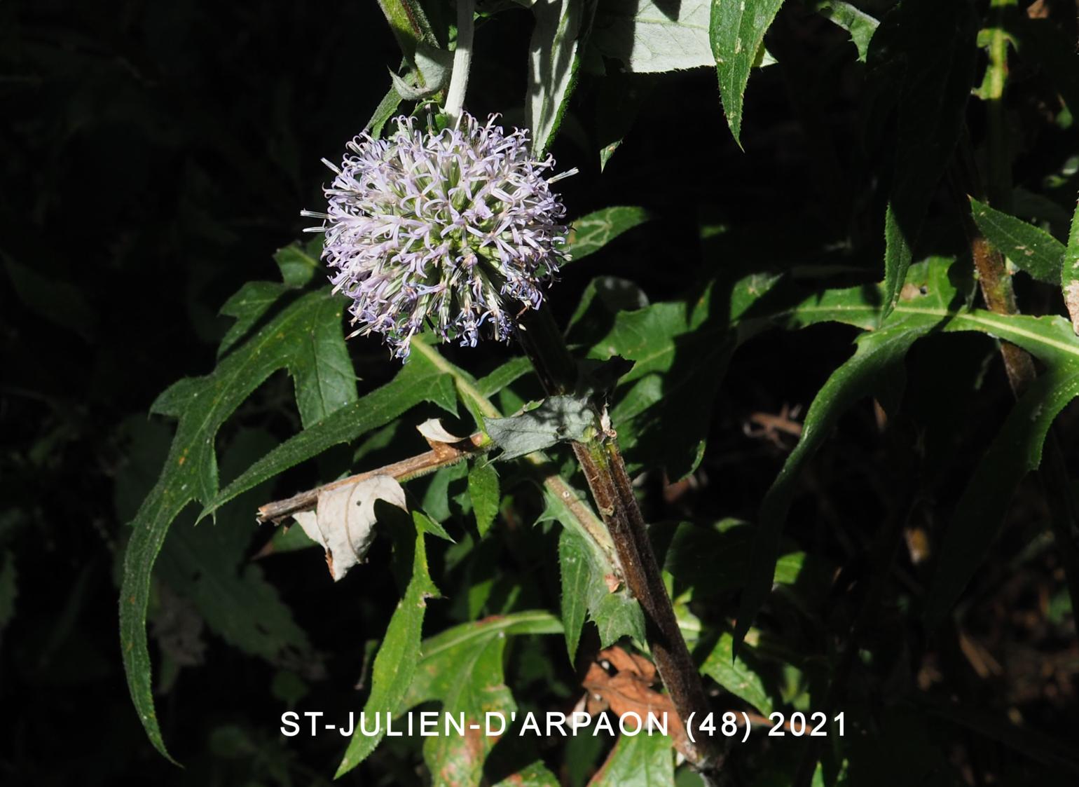 Globe-thistle, Blue